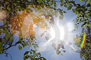 Sun shining through a tree canopy creating a decorative rainbow like lens flare on an HDR photo