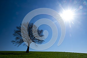 The sun shining and tree on a green meadow a vibrant rural landscape