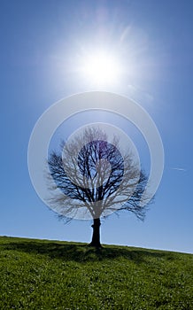 The sun shining and tree on a green meadow a vibrant rural landscape
