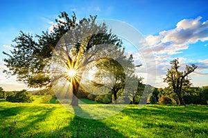 Sun shining through a tree in rural landscape