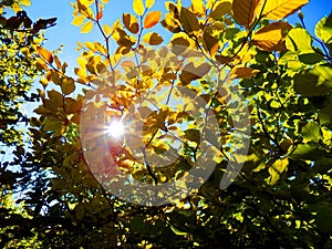 Sun shining through tree with yellow leaves