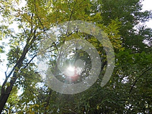 Sun shining through trees