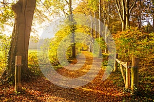 Sun shining through the trees in a forest with fallen leaves on a path during Autumn