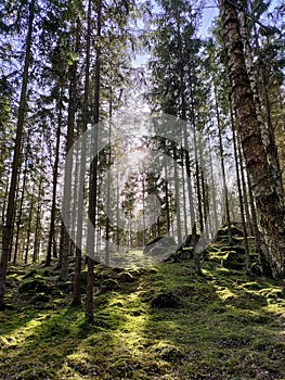 sun shining through the trees in the forest with moss on the rocks and pine trees