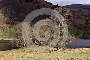 Sun Shining on Trees, Grasmere Lake, Lake District, Cumbria, England, UK