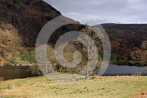 Sun Shining on Trees, Grasmere Lake, Lake District, Cumbria, England, UK