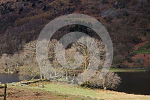 Sun Shining on Trees, Grasmere Lake, Lake District, Cumbria, England, UK