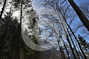 Sun shining through the trees and peaks of Alps near of Lake Kloental