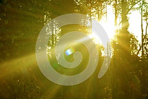 Sun rays shining through trees