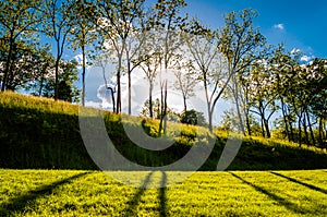 Sun shining through trees and shadows on the grass at Antietam N