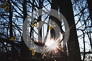 Sun shining through trees in spring forest. Silhouette photography