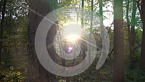 Sun shining through trees sunlight glinting at dusk in a forest or natural woodland