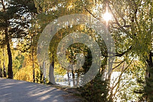 Sun shining through trees to path along lake in golden forest landscape during the autumn season.