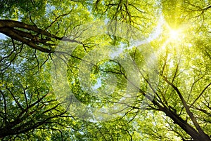 Sun shining through treetops