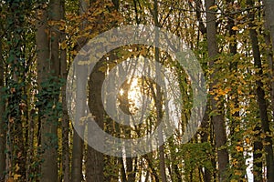 Sun shining through the tunks of the trees Raspaillebos forest on an autumn day photo