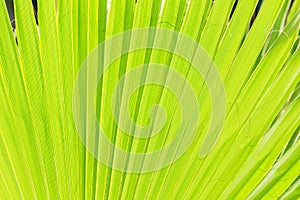 Sun shining through a tropical green leaf. Natural background, texture.