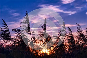 Sun shining through weeds in a wetland on the Chesapeake Bay at