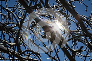Sun shining through winter tree branches, rays.