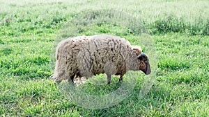 Sun Shining on the Wool of Shetland Sheep