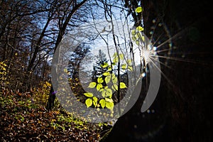 Sun shinining through the leaves