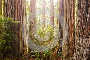 Sun shinning through the canopy in an ancient redwood forest with trunks of trees and ferns - light flare