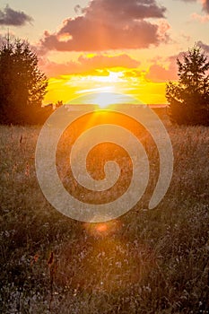 Sun shinning through field of wheat at sunset, light rays, morning landscape nature