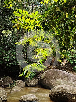 Sun shinning on the leafs in the forest