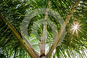 The sun shinning through a palm tree