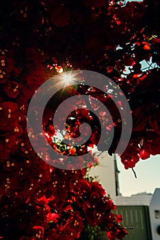 Sun shinning through red bougainvillea flowers in bloom