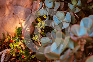 Sun shinning in on succulents in a greenhouse