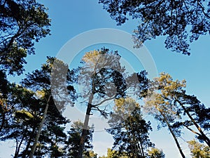 Sun shinning on tops of trees