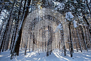 Sun shinning through the trees in Council Grounds State Park, Merrill, Wisconsin after a snow storm