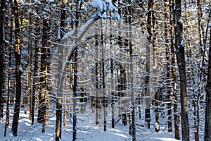 Sun shinning through the trees in Council Grounds State Park, Merrill, Wisconsin after a snow storm