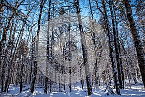 Sun shinning through the trees in Council Grounds State Park, Merrill, Wisconsin after a snow storm