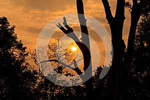 Silhouette tree branches at sunrise with a colorful sky photo