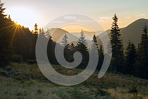 Sun sits down behind huge spruce trees in an alpine meadow