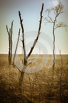 Sun through skeletal trees at dawn in Foulshaw Moss SSSI