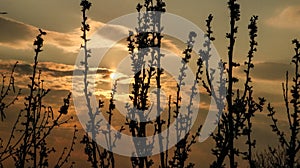 sun and sky between tree branches