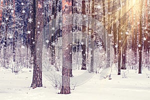 Sun and snow in the winter forest landscape. Snowfall on Christmas. Winter nature. Xmas background.