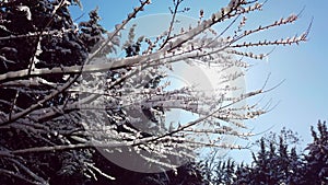 sun through snowy branches of tree in beautiful background on bright sunny day