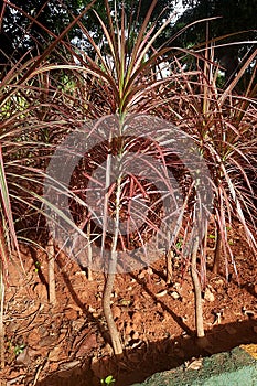 Sun Soaked Rainbow Trees