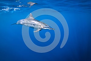 Sun Speckled Dolphin