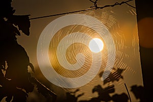 Sun Spider Web