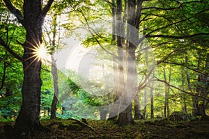 Sun spikes through the forest in Entzia, Alava photo