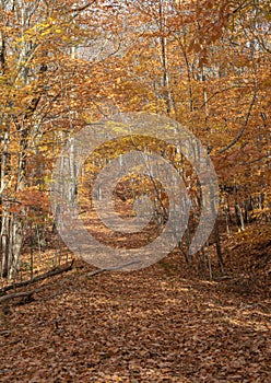 Sun sprinkled golden foliage on a Muskoka trail