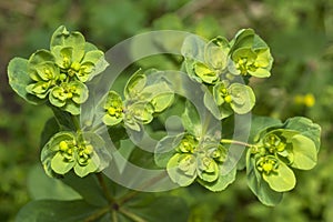 Sun Spurge, Euphorbia Helioscopia