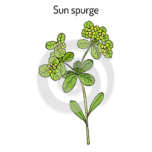 Sun spurge Euphorbia helioscopia , medicinal plant