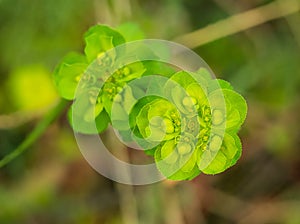 sun spurge or madwoman\'s milk (Euphorbia helioscopia) with blurred background