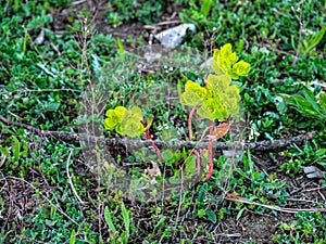 Sun spurge plant - Euphorbia Helioscopia - green-yellow flowering plant in a meadow