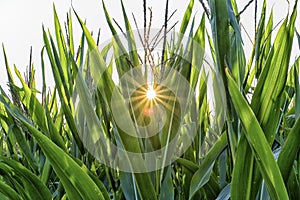 Sun star through a corn field